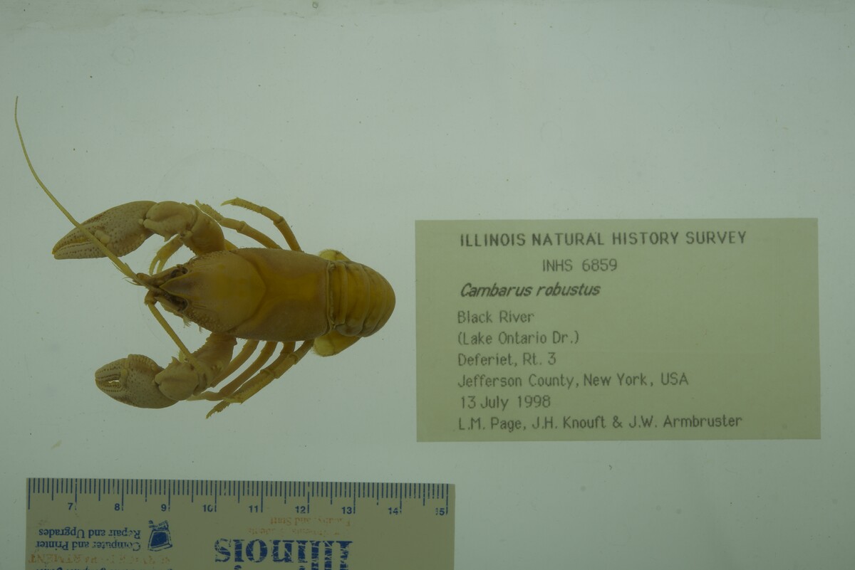 Cambarus robustus image